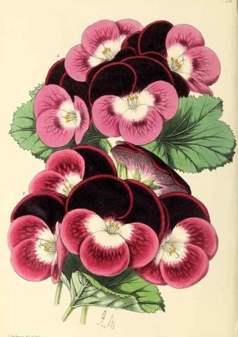 Reproducción/Reproduction 49797224721: The floral magazine;. London,L. Reeve & Co.. 