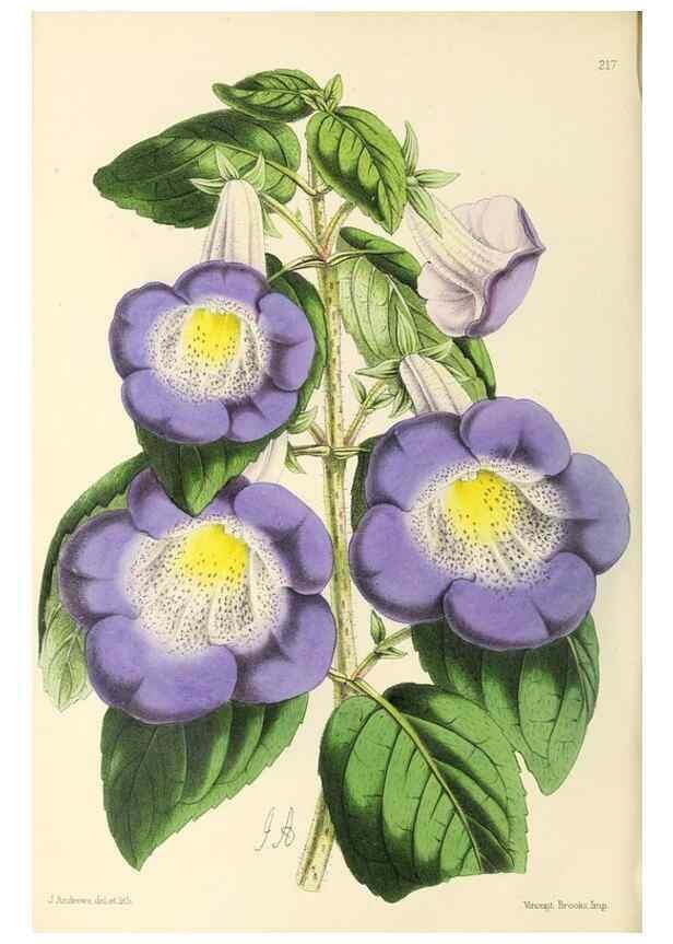 Reproducción/Reproduction 49797532277: The floral magazine;. London,L. Reeve & Co.. 