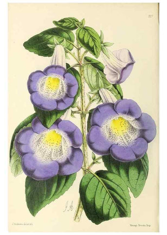 Reproducción/Reproduction 49797532277: The floral magazine;. London,L. Reeve & Co.. 