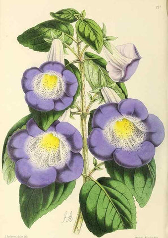 Reproducción/Reproduction 49797532277: The floral magazine;. London,L. Reeve & Co.. 