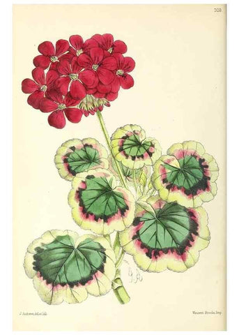 Reproducción/Reproduction 49797530057: The floral magazine;. London,L. Reeve & Co.. 