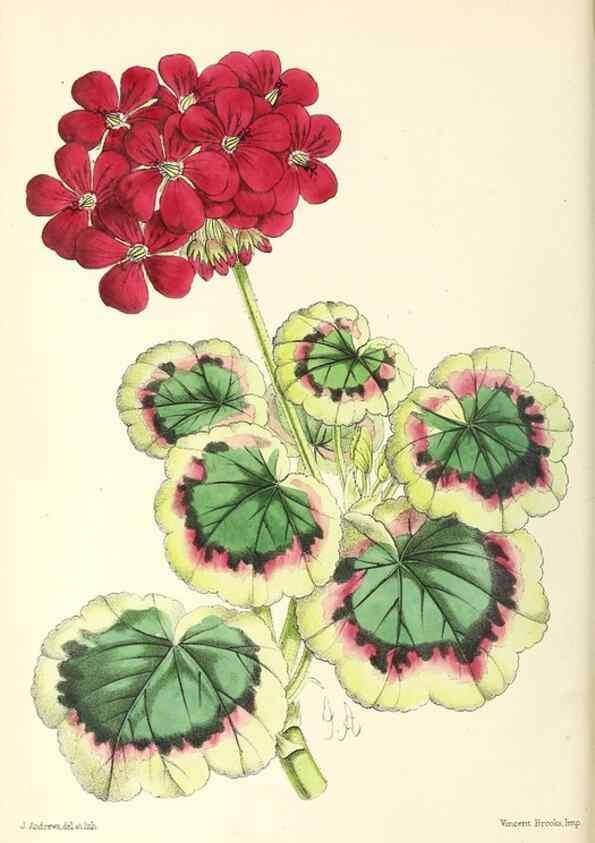 Reproducción/Reproduction 49797530057: The floral magazine;. London,L. Reeve & Co.. 