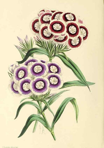 Reproducción/Reproduction 49797225111: The floral magazine;. London,L. Reeve & Co.. 