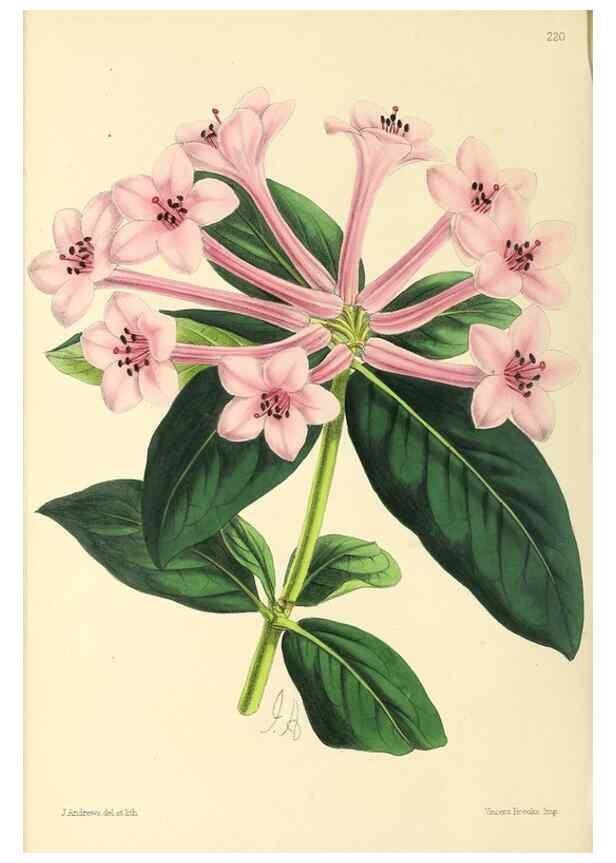 Reproducción/Reproduction 49797225686: The floral magazine;. London,L. Reeve & Co.. 