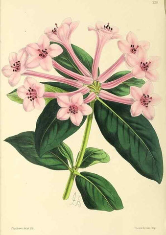 Reproducción/Reproduction 49797225686: The floral magazine;. London,L. Reeve & Co.. 