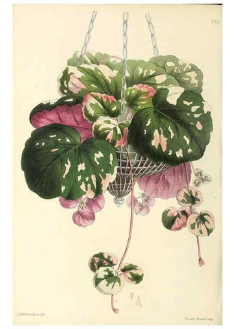 Reproducción/Reproduction 49796680868: The floral magazine;. London,L. Reeve & Co.. 