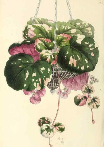 Reproducción/Reproduction 49796680868: The floral magazine;. London,L. Reeve & Co.. 