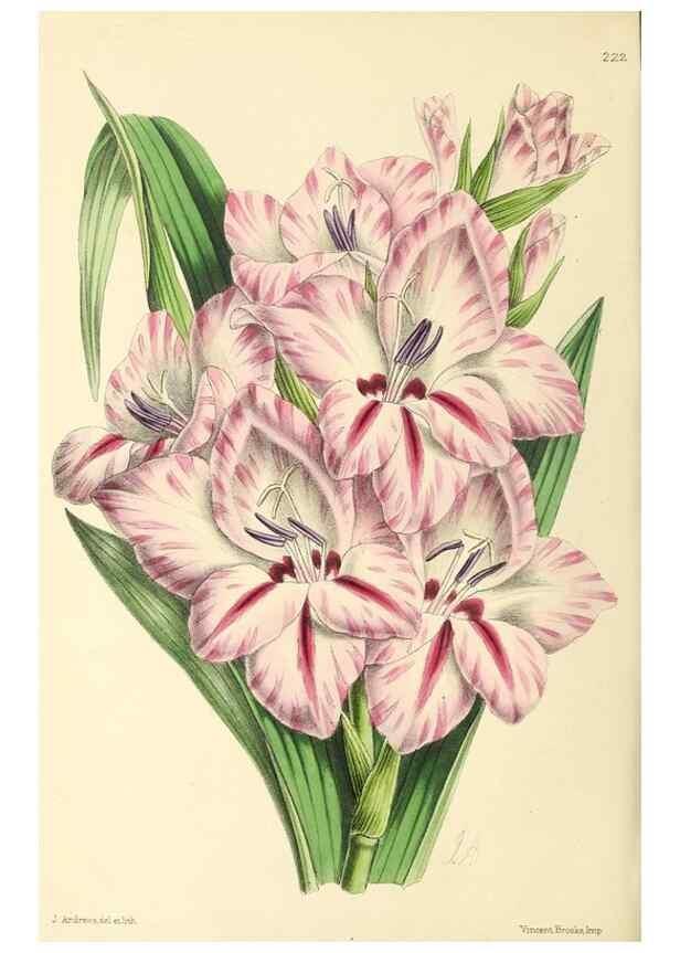 Reproducción/Reproduction 49797534142: The floral magazine;. London,L. Reeve & Co.. 