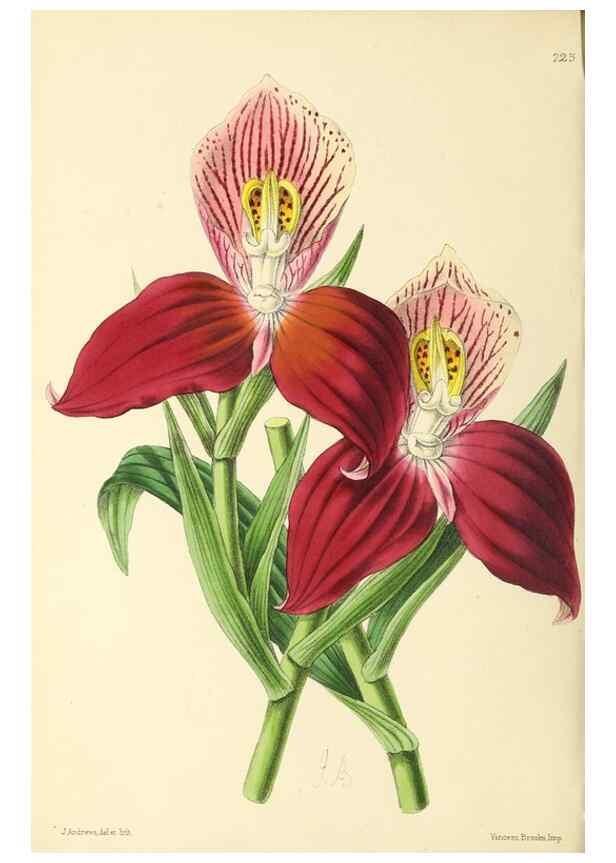 Reproducción/Reproduction 49797534462: The floral magazine;. London,L. Reeve & Co.. 