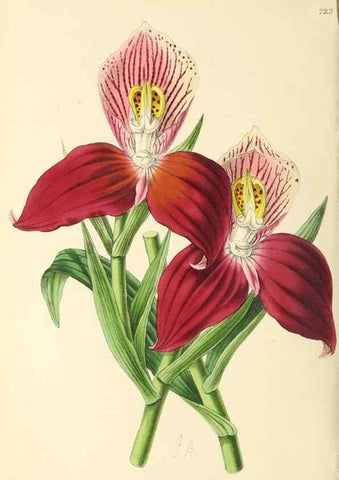 Reproducción/Reproduction 49797534462: The floral magazine;. London,L. Reeve & Co.. 