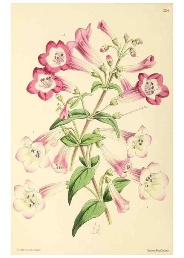 Reproducción/Reproduction 49797227196: The floral magazine;. London,L. Reeve & Co.. 