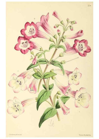 Reproducción/Reproduction 49797227196: The floral magazine;. London,L. Reeve & Co.. 