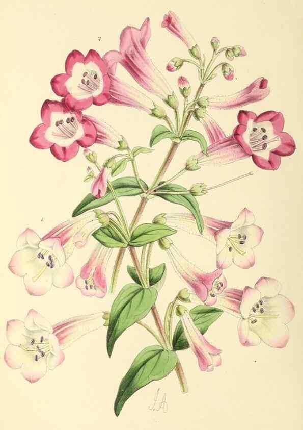 Reproducción/Reproduction 49797227196: The floral magazine;. London,L. Reeve & Co.. 