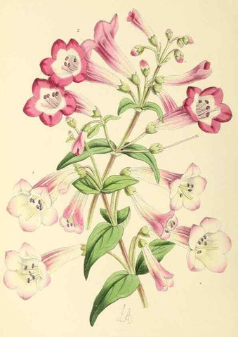 Reproducción/Reproduction 49797227196: The floral magazine;. London,L. Reeve & Co.. 