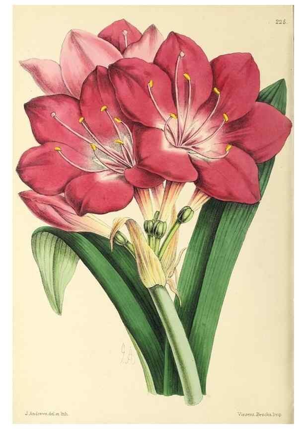 Reproducción/Reproduction 49797535012: The floral magazine;. London,L. Reeve & Co.. 