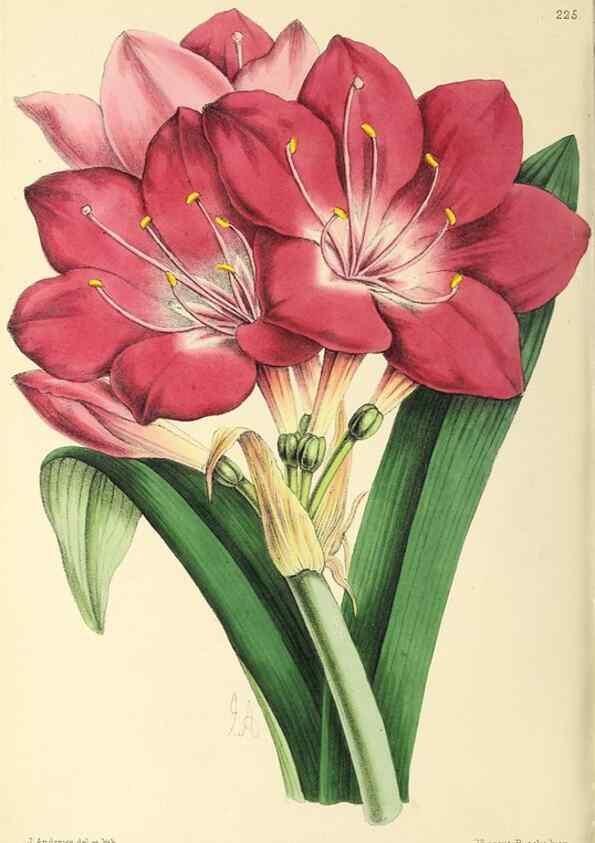 Reproducción/Reproduction 49797535012: The floral magazine;. London,L. Reeve & Co.. 
