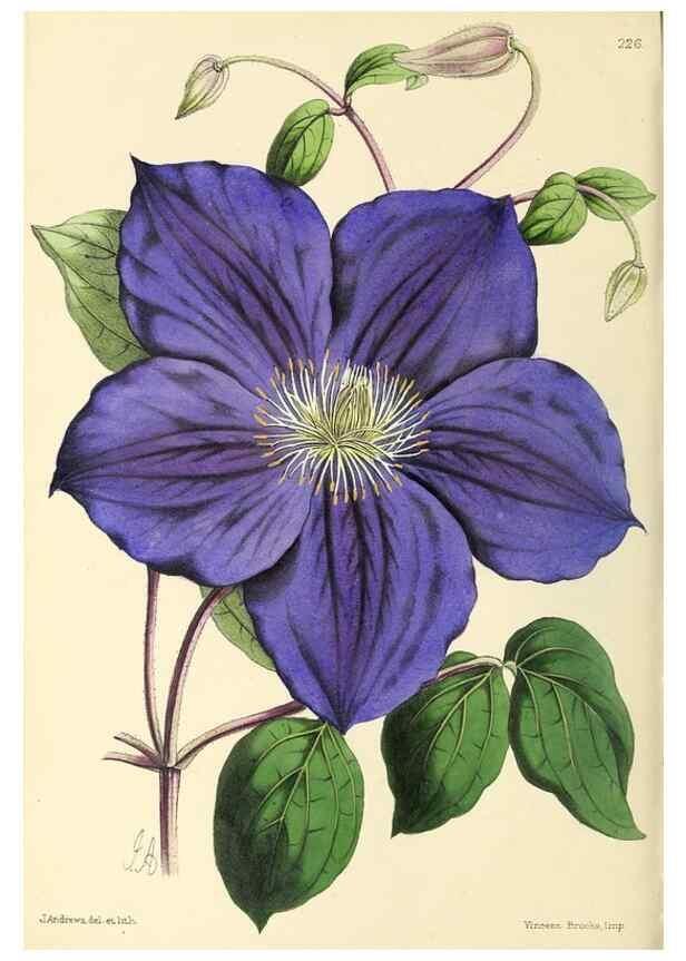 Reproducción/Reproduction 49796682193: The floral magazine;. London,L. Reeve & Co.. 