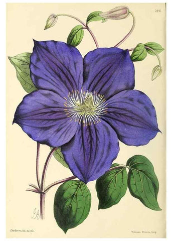 Reproducción/Reproduction 49796682193: The floral magazine;. London,L. Reeve & Co.. 