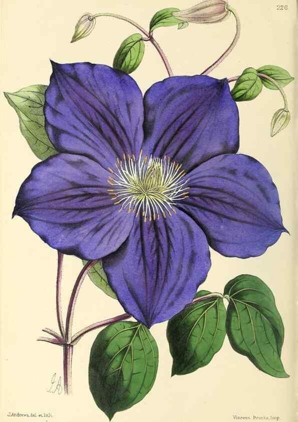 Reproducción/Reproduction 49796682193: The floral magazine;. London,L. Reeve & Co.. 