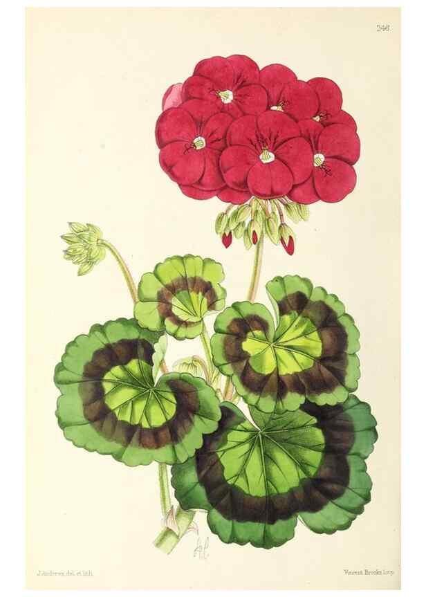 Reproducción/Reproduction 49797233146: The floral magazine;. London,L. Reeve & Co.. 