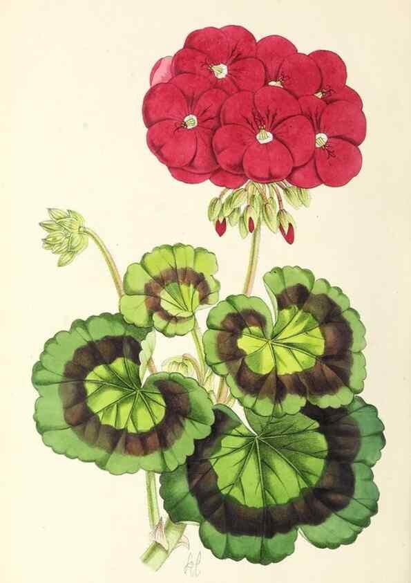 Reproducción/Reproduction 49797233146: The floral magazine;. London,L. Reeve & Co.. 