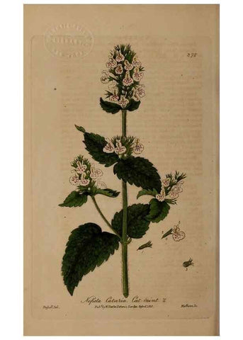 Reproducción/Reproduction 49788474102: British phaenogamous botany,. Oxford,Published by the author, sold by J.H. Parker [etc.]1834-43.. 