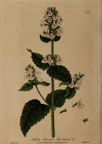 Reproducción/Reproduction 49788474102: British phaenogamous botany,. Oxford,Published by the author, sold by J.H. Parker [etc.]1834-43.. 
