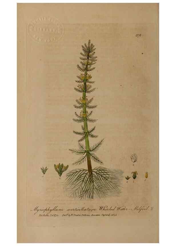 Reproducción/Reproduction 49787613573: British phaenogamous botany,. Oxford,Published by the author, sold by J.H. Parker [etc.]1834-43.. 