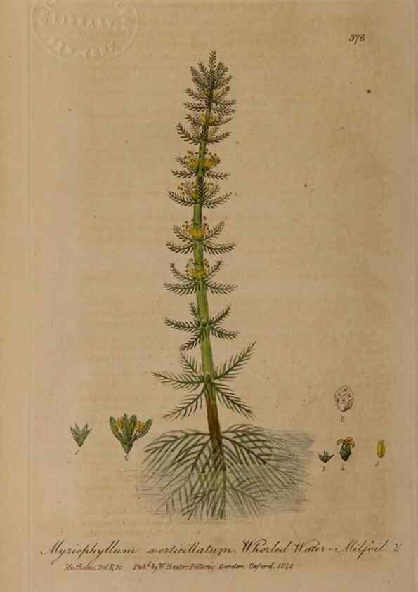 Reproducción/Reproduction 49787613573: British phaenogamous botany,. Oxford,Published by the author, sold by J.H. Parker [etc.]1834-43.. 