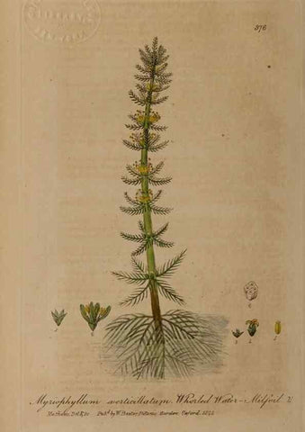 Reproducción/Reproduction 49787613573: British phaenogamous botany,. Oxford,Published by the author, sold by J.H. Parker [etc.]1834-43.. 