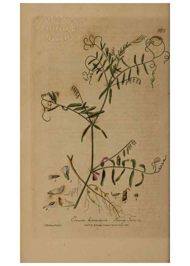 Reproducción/Reproduction 49788462362: British phaenogamous botany,. Oxford,Published by the author, sold by J.H. Parker [etc.]1834-43.. 