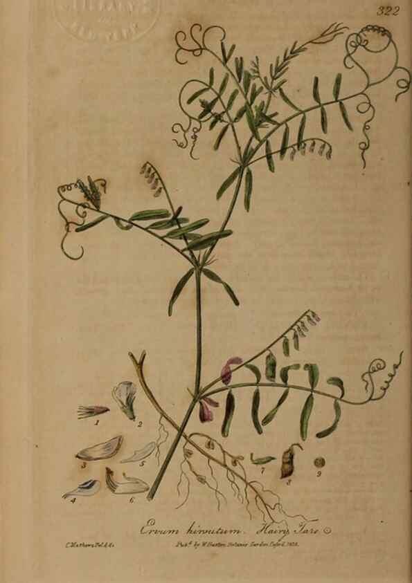 Reproducción/Reproduction 49788462362: British phaenogamous botany,. Oxford,Published by the author, sold by J.H. Parker [etc.]1834-43.. 