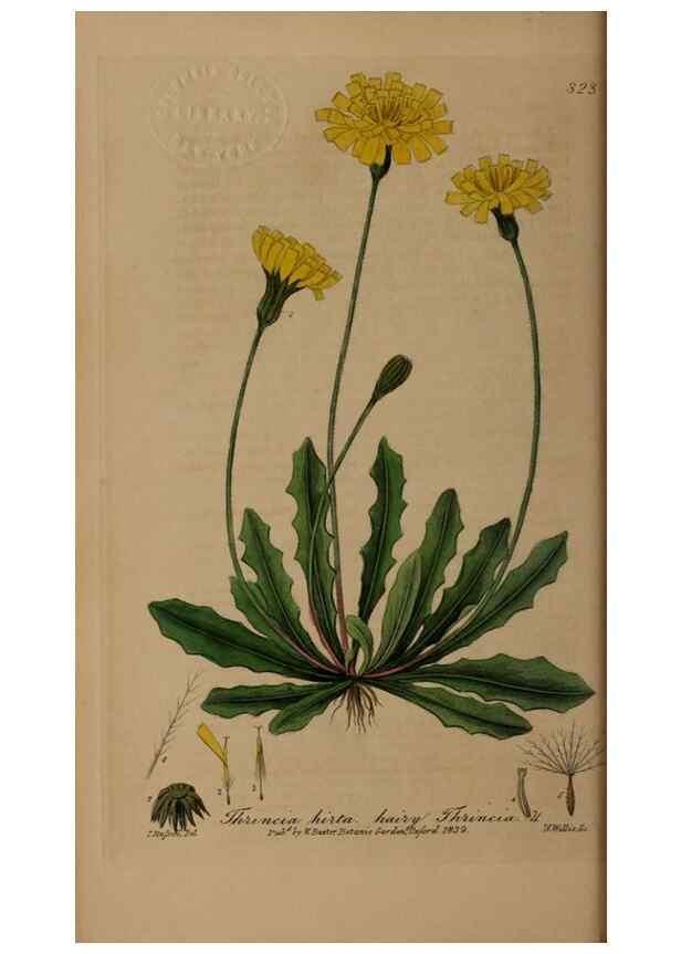 Reproducción/Reproduction 49788462537: British phaenogamous botany,. Oxford,Published by the author, sold by J.H. Parker [etc.]1834-43.. 