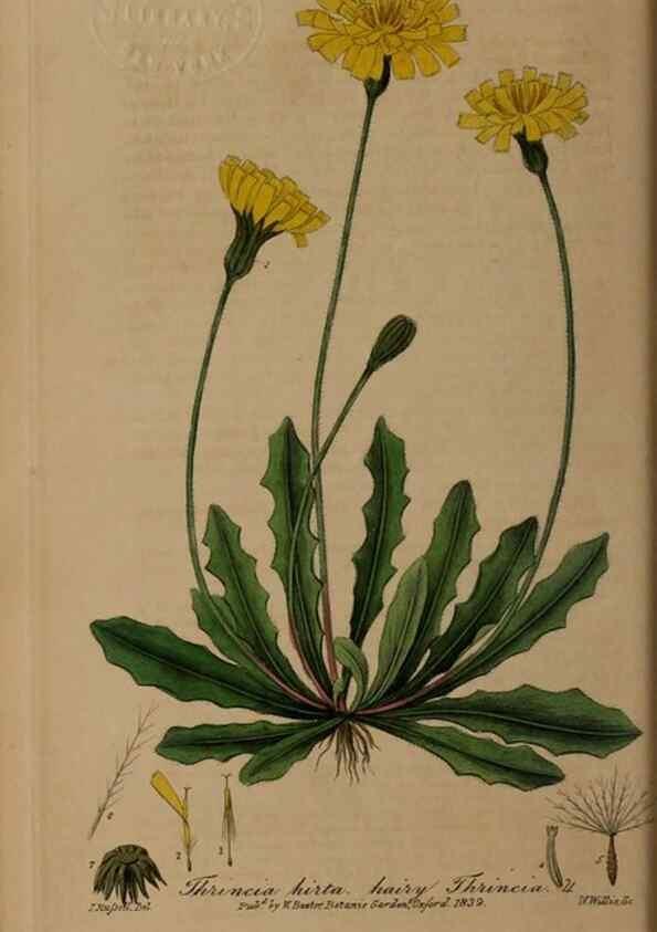 Reproducción/Reproduction 49788462537: British phaenogamous botany,. Oxford,Published by the author, sold by J.H. Parker [etc.]1834-43.. 