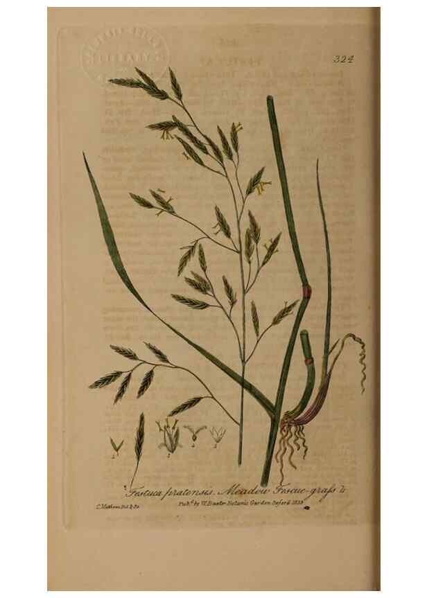 Reproducción/Reproduction 49788142896: British phaenogamous botany,. Oxford,Published by the author, sold by J.H. Parker [etc.]1834-43.. 