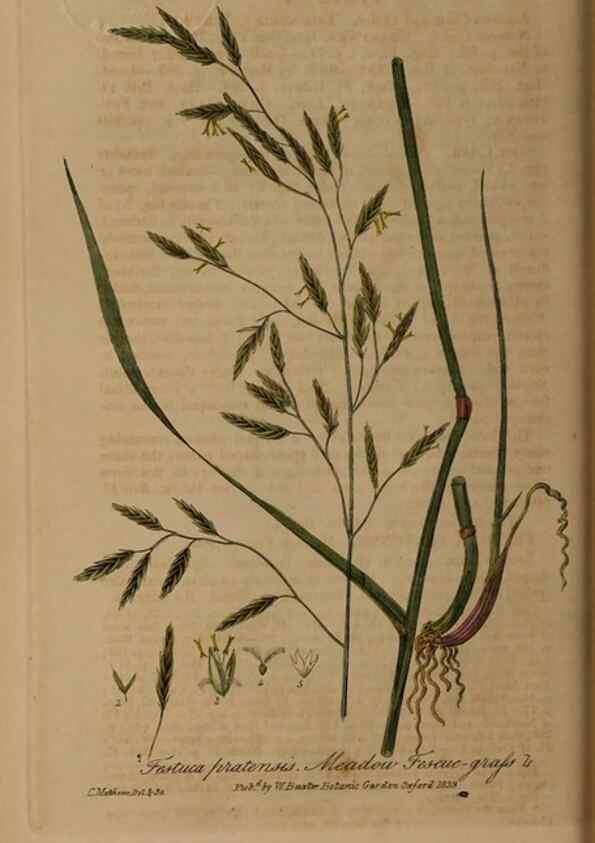 Reproducción/Reproduction 49788142896: British phaenogamous botany,. Oxford,Published by the author, sold by J.H. Parker [etc.]1834-43.. 