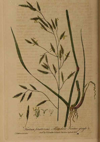 Reproducción/Reproduction 49788142896: British phaenogamous botany,. Oxford,Published by the author, sold by J.H. Parker [etc.]1834-43.. 