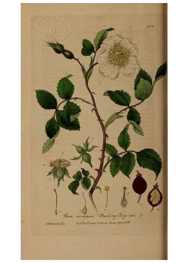 Reproducción/Reproduction 49787602773: British phaenogamous botany,. Oxford,Published by the author, sold by J.H. Parker [etc.]1834-43.. 