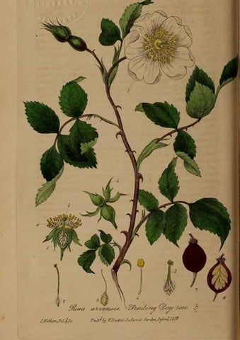 Reproducción/Reproduction 49787602773: British phaenogamous botany,. Oxford,Published by the author, sold by J.H. Parker [etc.]1834-43.. 