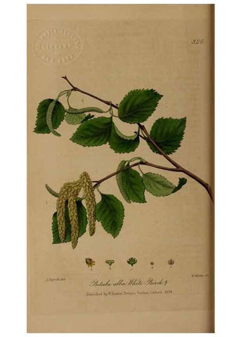 Reproducción/Reproduction 49788463007: British phaenogamous botany,. Oxford,Published by the author, sold by J.H. Parker [etc.]1834-43.. 