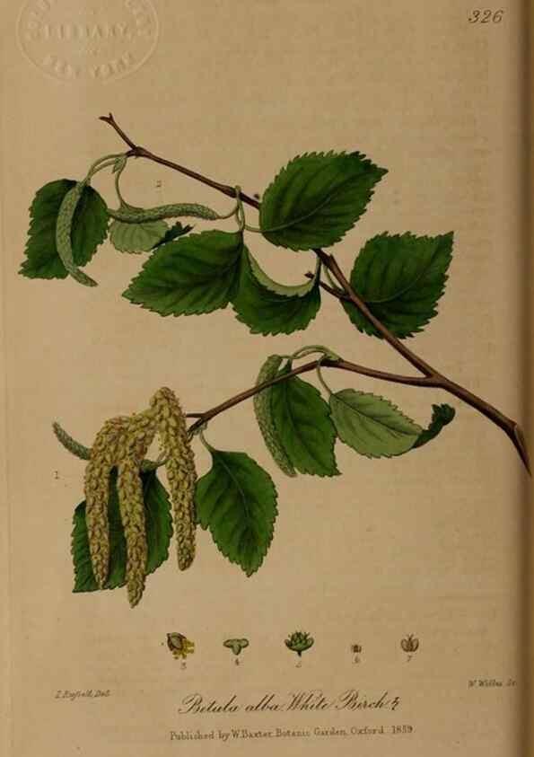 Reproducción/Reproduction 49788463007: British phaenogamous botany,. Oxford,Published by the author, sold by J.H. Parker [etc.]1834-43.. 