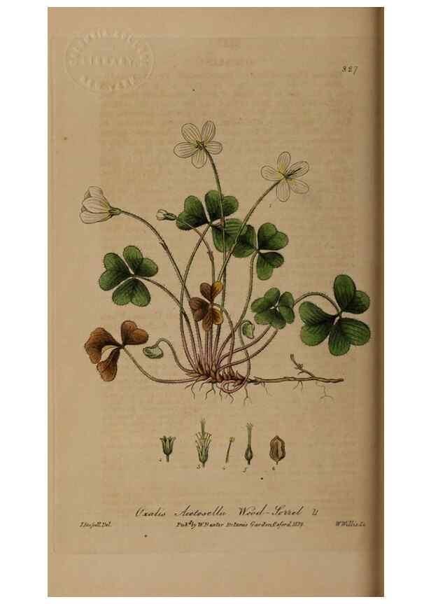 Reproducción/Reproduction 49788463182: British phaenogamous botany,. Oxford,Published by the author, sold by J.H. Parker [etc.]1834-43.. 