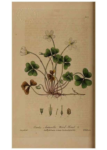 Reproducción/Reproduction 49788463182: British phaenogamous botany,. Oxford,Published by the author, sold by J.H. Parker [etc.]1834-43.. 