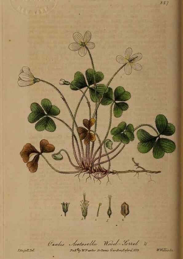 Reproducción/Reproduction 49788463182: British phaenogamous botany,. Oxford,Published by the author, sold by J.H. Parker [etc.]1834-43.. 