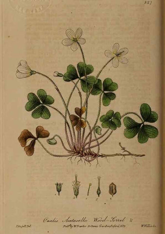 Reproducción/Reproduction 49788463182: British phaenogamous botany,. Oxford,Published by the author, sold by J.H. Parker [etc.]1834-43.. 