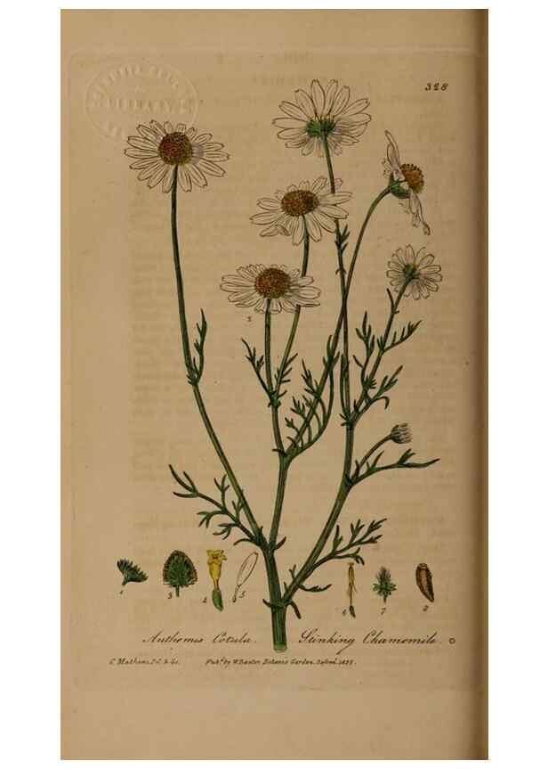 Reproducción/Reproduction 49788143646: British phaenogamous botany,. Oxford,Published by the author, sold by J.H. Parker [etc.]1834-43.. 