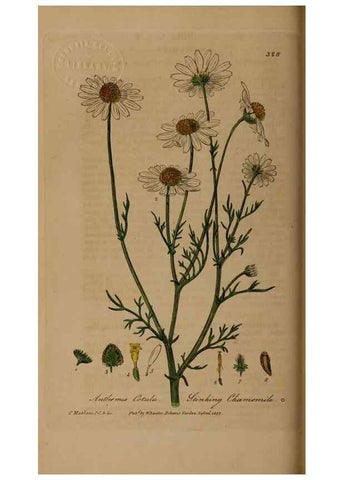 Reproducción/Reproduction 49788143646: British phaenogamous botany,. Oxford,Published by the author, sold by J.H. Parker [etc.]1834-43.. 