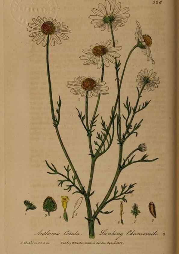 Reproducción/Reproduction 49788143646: British phaenogamous botany,. Oxford,Published by the author, sold by J.H. Parker [etc.]1834-43.. 