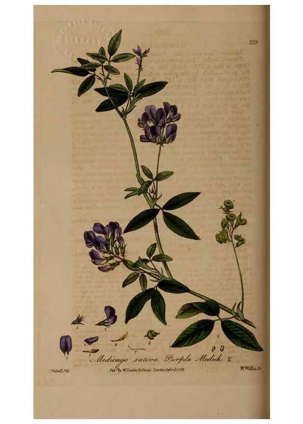 Reproducción/Reproduction 49787603533: British phaenogamous botany,. Oxford,Published by the author, sold by J.H. Parker [etc.]1834-43.. 