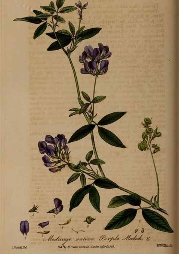 Reproducción/Reproduction 49787603533: British phaenogamous botany,. Oxford,Published by the author, sold by J.H. Parker [etc.]1834-43.. 